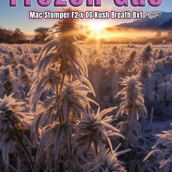 Frozen Gas Huckleberry Genetics